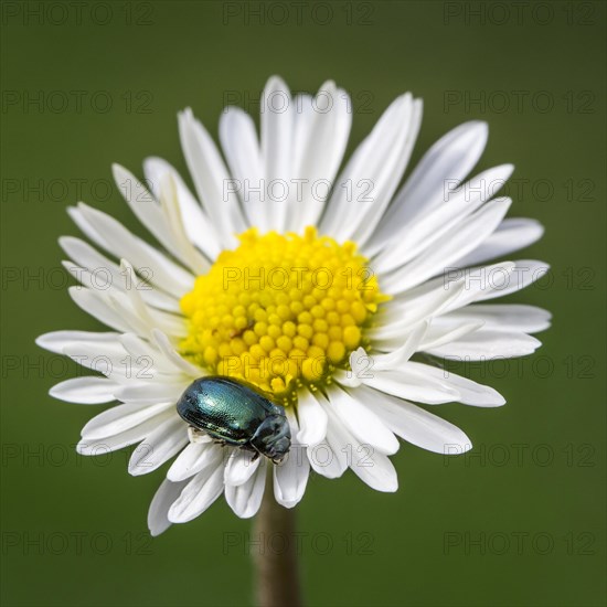 Leaf beetle alder chrysomelid beetle