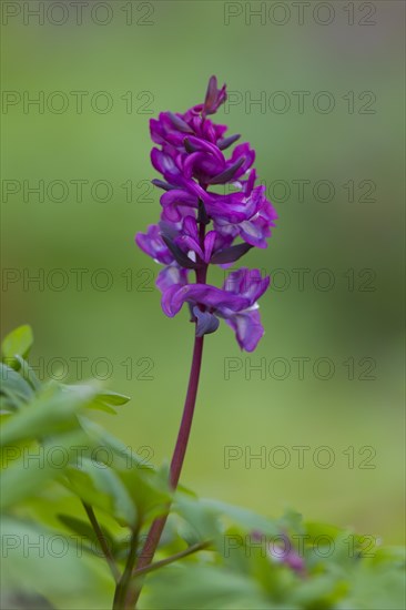 Bulbous Corydalis