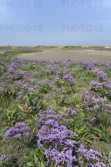 Sea lavender