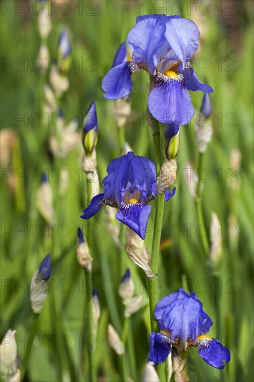 German Iris