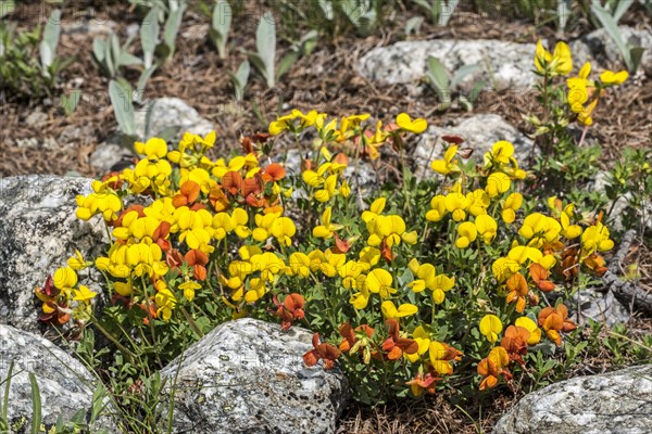 Horseshoe vetch