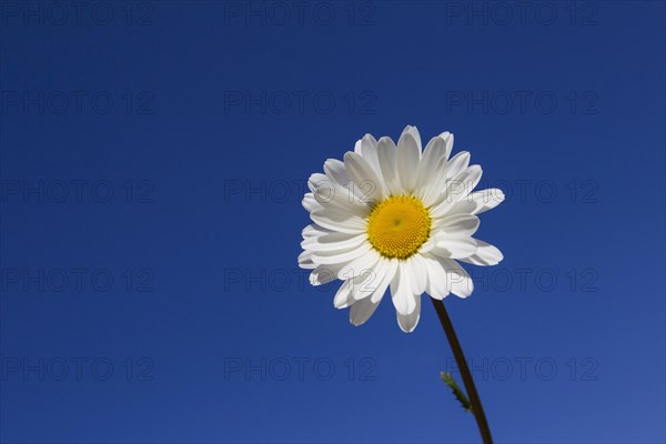 Ox-eye daisy