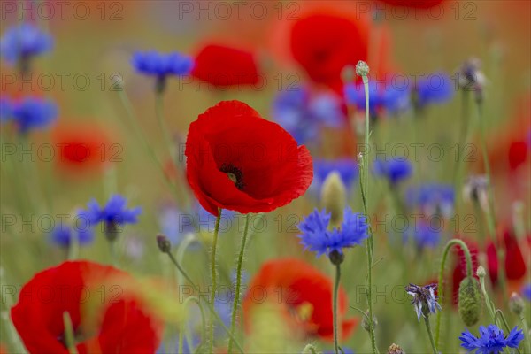 Corn poppies