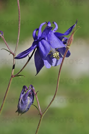 Pyrenees Columbine