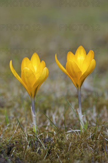 Two spring crocuses