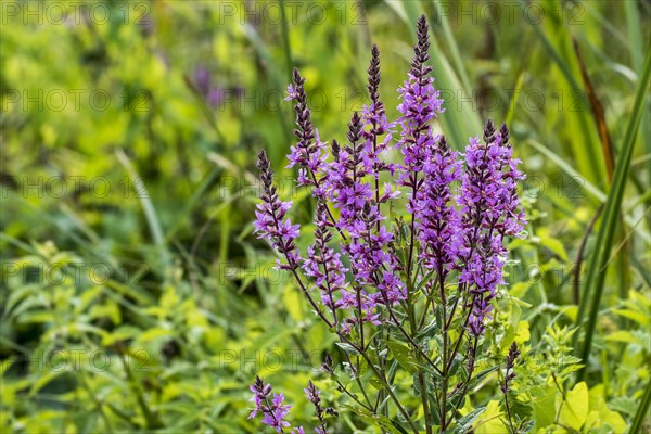 Purple loosestrife