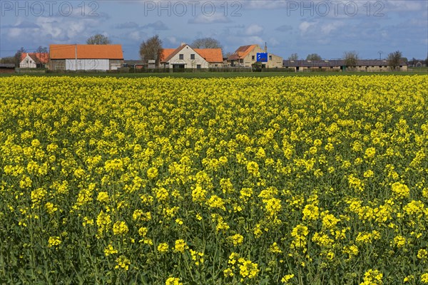 Field with rapeseed