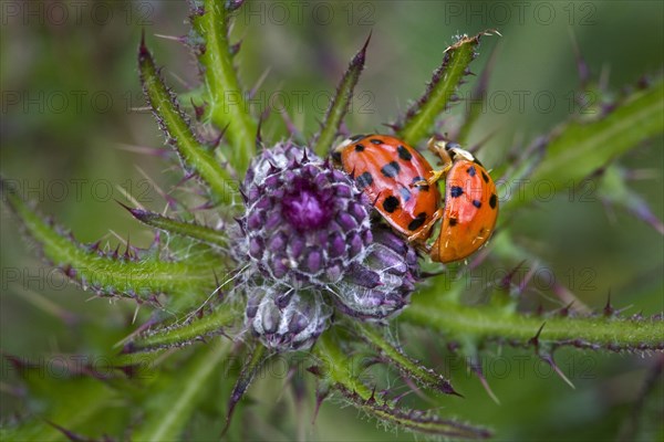 Asian lady beetles