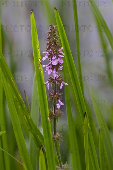 Marsh woundwort