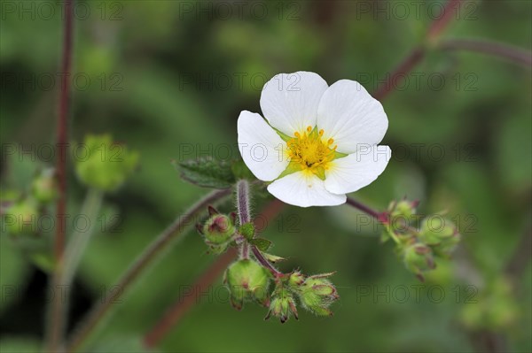 Rock Cinquefoil