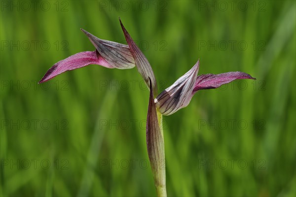 Tongue orchid