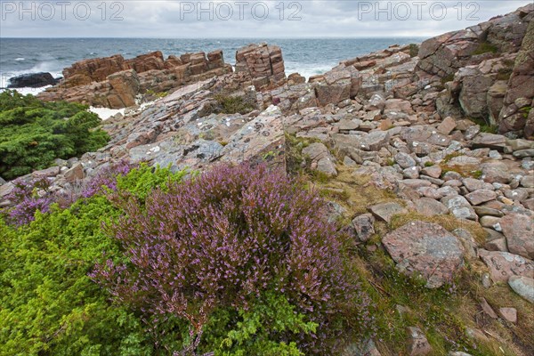 Common heather