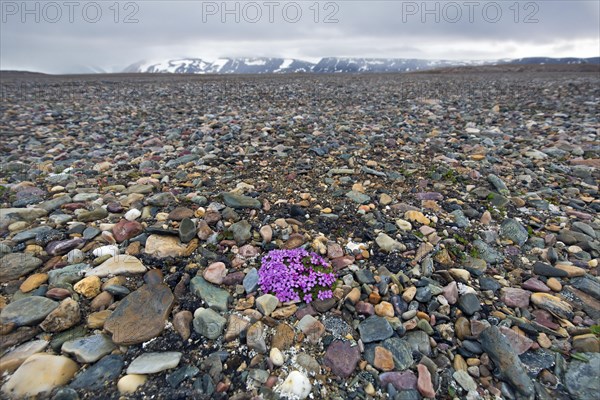 Moss campion