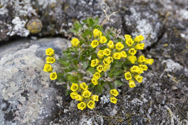 Alpine Draba