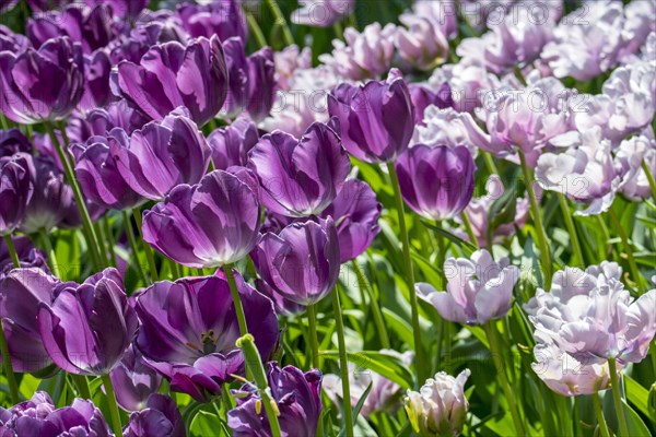 Flowerbed with colourful purple and pink tulips