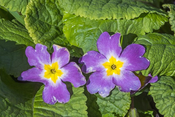 Common primrose