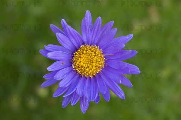 Alpine aster