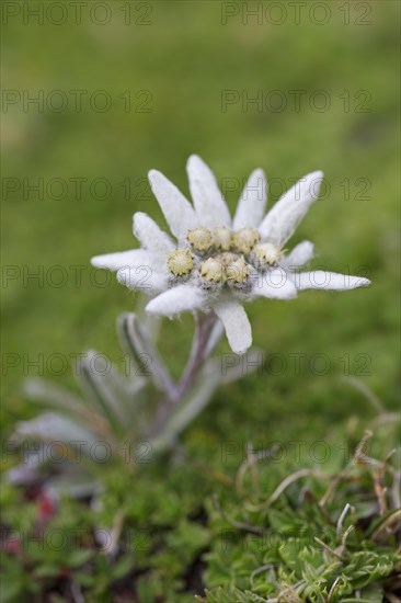 Edelweiss