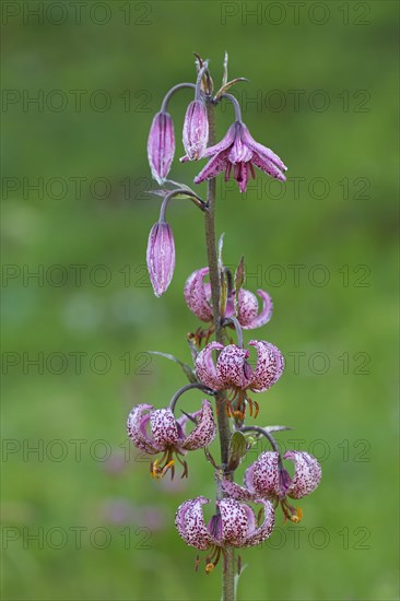 Martagon lily