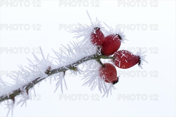 Red rose hips