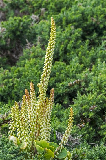 Navelwort