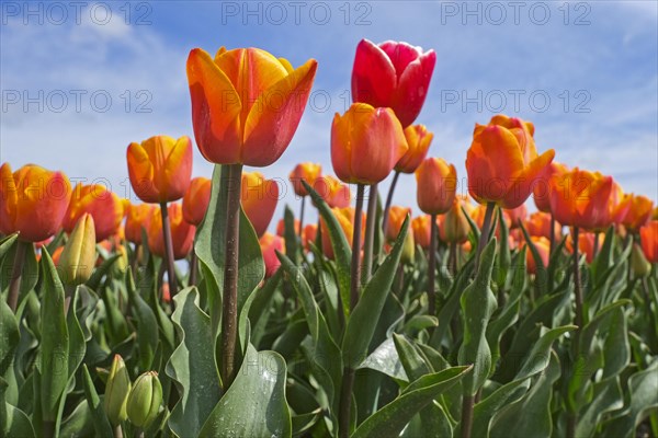 Worm's eye view over orange tulips in Dutch tulip field in spring at the Flevopolder