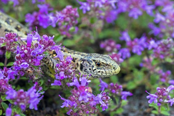 Sand lizard