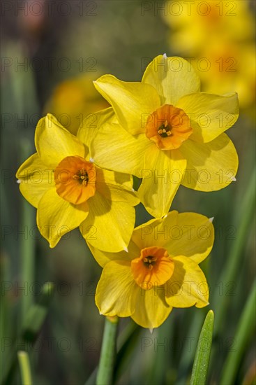 Close-up of the yellow daffodil cultivar
