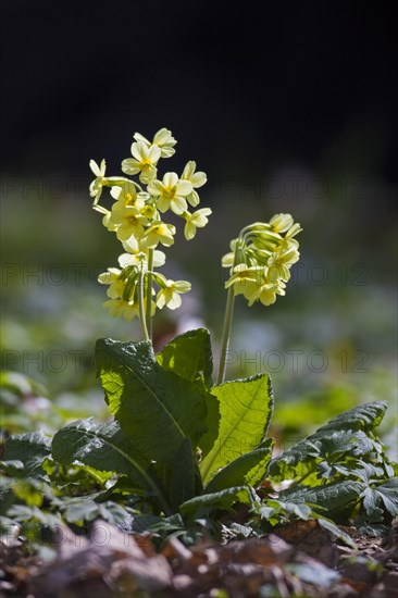 True oxlip