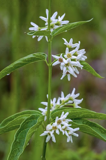 White swallow-wort