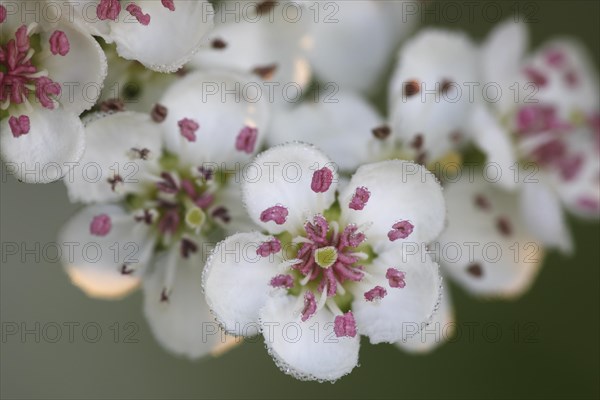 Common single-seeded hawthorn