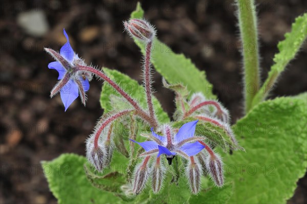 Borage