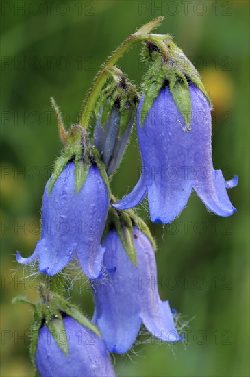 Bearded bellflower