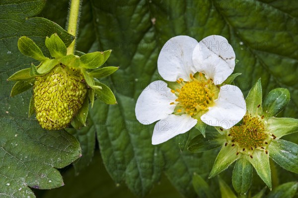 Garden strawberries