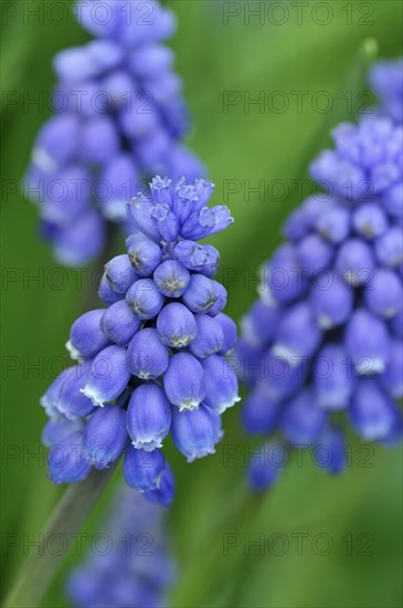 Common grape hyacinth