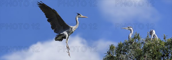 Grey heron parent landing on nest with two young grey herons