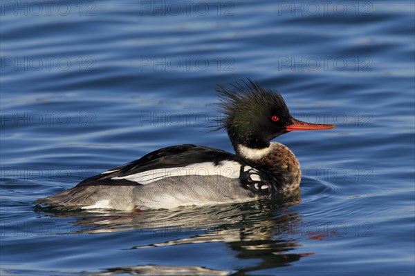 Red-breasted merganser