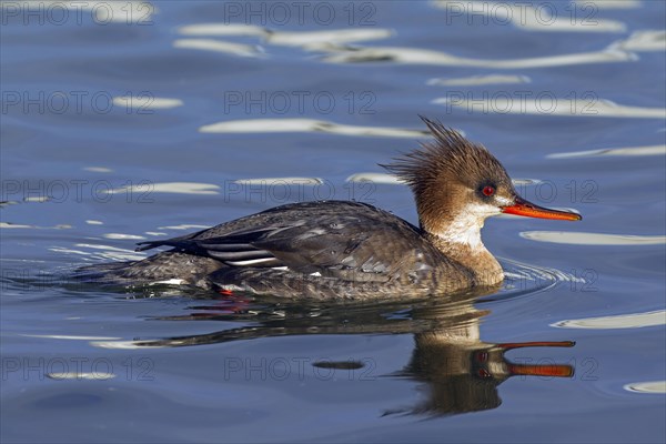 Red-breasted merganser