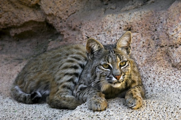 Bobcat