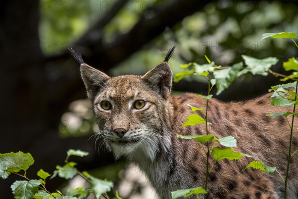 Eurasian lynx