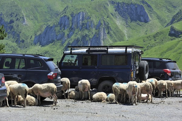 Flock of sheep seeking shadow behind vehicles on car park at the Col du Soulor