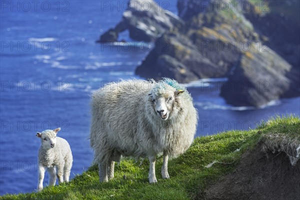 White sheep ewe and lamb on sea clifftop at Hermaness National Nature Reserve