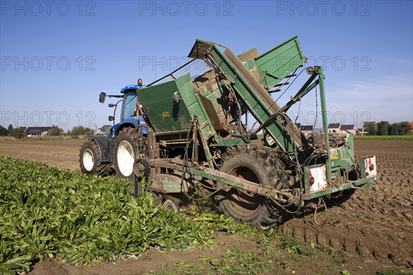 Field with cultivated chicory plants being raised by tractor with harvester