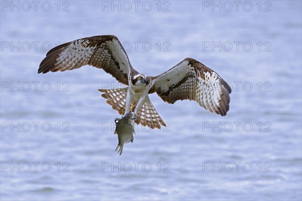 Western osprey