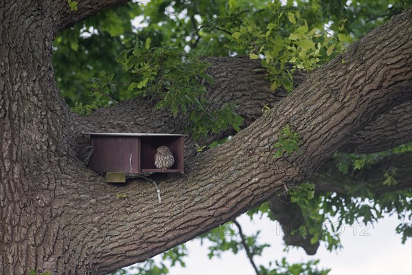 Little owl