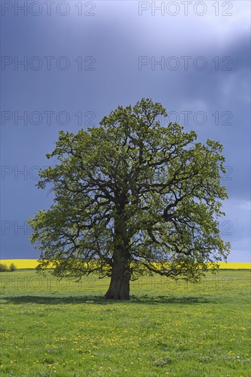 Common oak