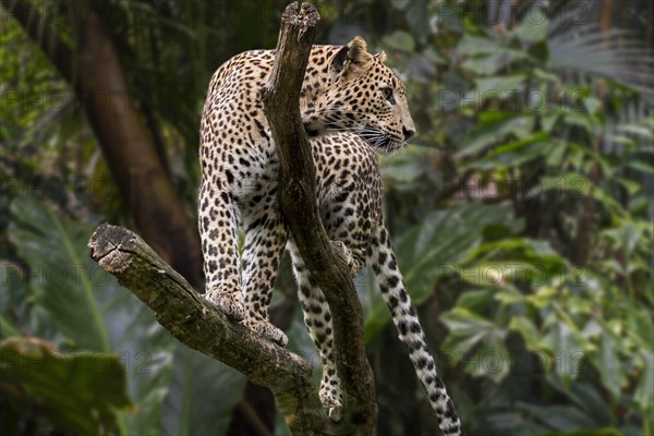 Sri Lankan leopard