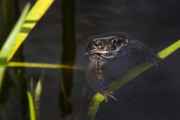 European common brown frog