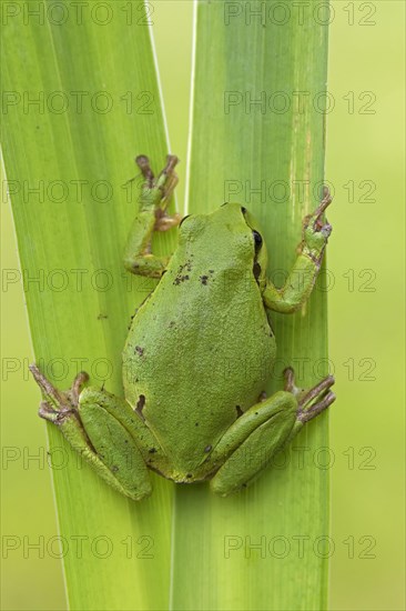 European tree frog