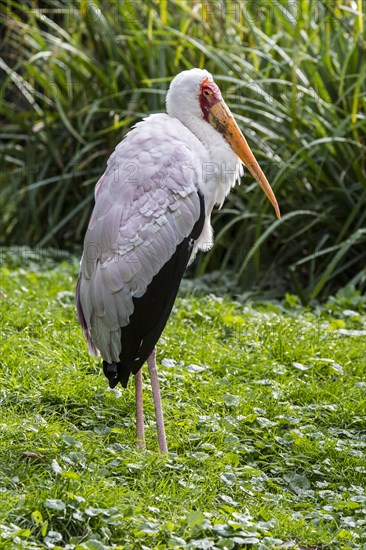 Painted stork